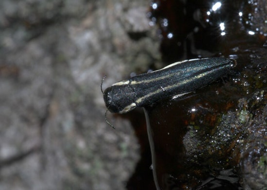 Two-Lined Chestnut Borer Threatens Twin Cities Oaks