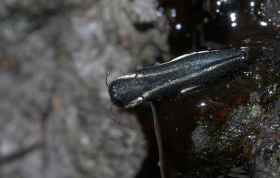 Two-Lined Chestnut Borer Threatens Twin Cities Oaks