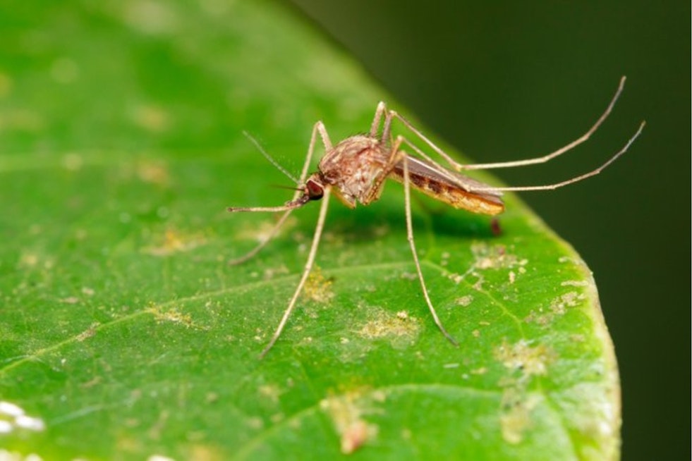 Two West Nile Cases Reported In Santa Clara County As Spraying Looms