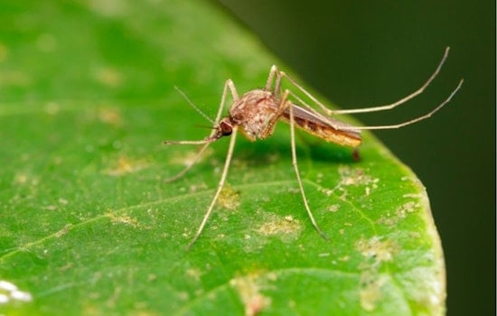 Two West Nile Cases Reported In Santa Clara County As Spraying Looms
