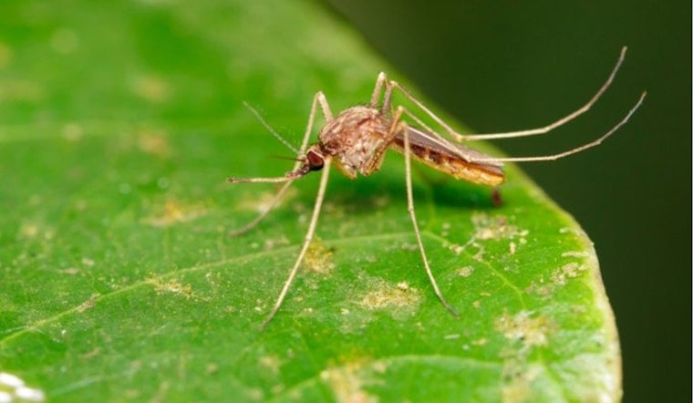 Two West Nile Cases Reported In Santa Clara County As Spraying Looms