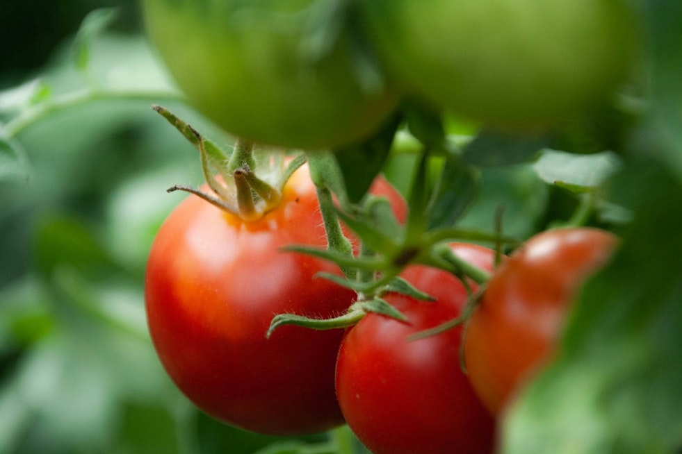 UF Study Says Tampa Tomato Sprayers Could Be Blasting Disease Across Fields