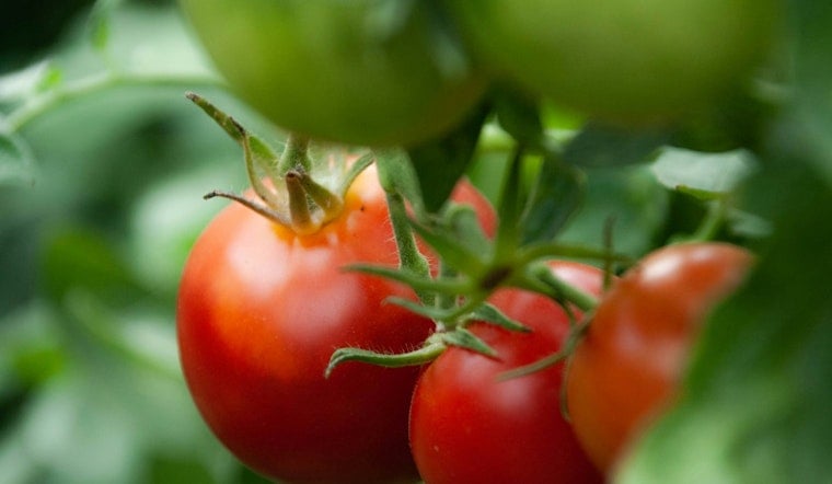 UF Study Says Tampa Tomato Sprayers Could Be Blasting Disease Across Fields