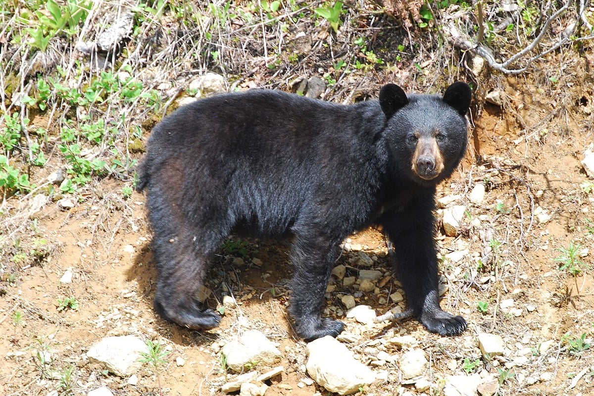 Up North Bears Boot Tents From Beloved West Winnie Campground