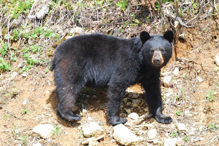 Up North Bears Boot Tents From Beloved West Winnie Campground