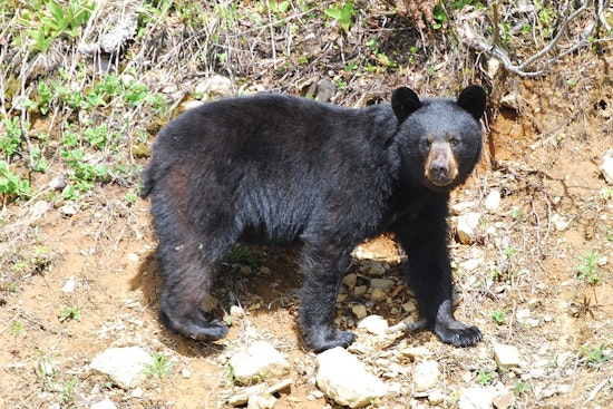 Up North Bears Boot Tents From Beloved West Winnie Campground
