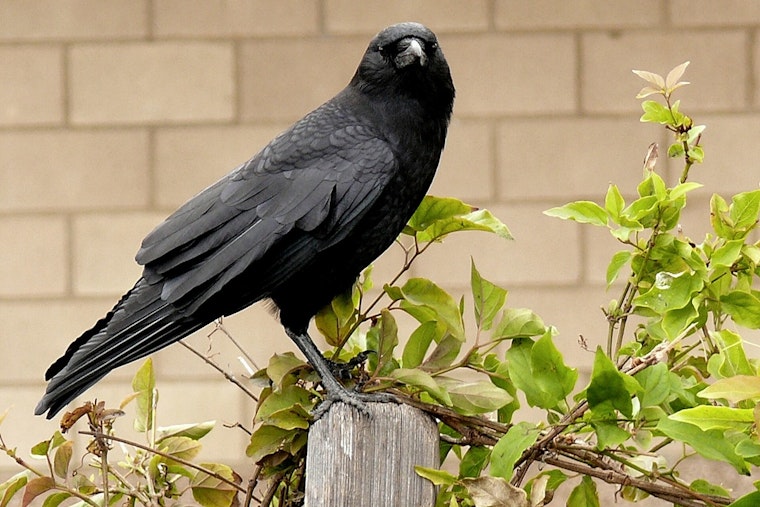 Uptown ‘Attack Crow’ Turns New Orleans Strolls Into Contact Sport