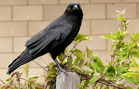 Uptown ‘Attack Crow’ Turns New Orleans Strolls Into Contact Sport