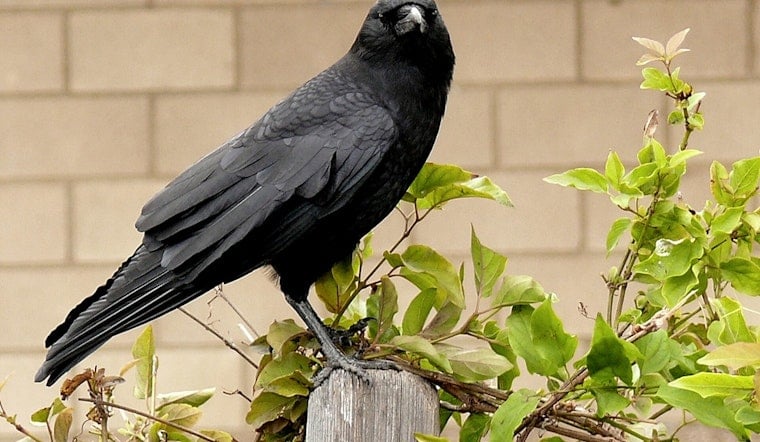 Uptown ‘Attack Crow’ Turns New Orleans Strolls Into Contact Sport
