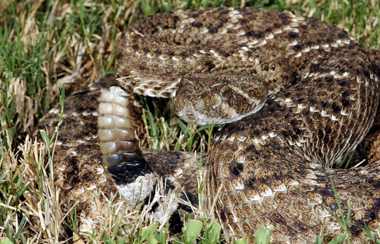 Valencia Snake Bite Sends One To Hospital Ahead Of Heat Wave