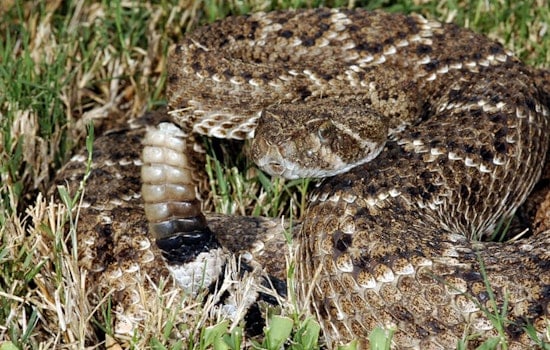 Valencia Snake Bite Sends One To Hospital Ahead Of Heat Wave