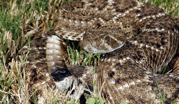 Valencia Snake Bite Sends One To Hospital Ahead Of Heat Wave