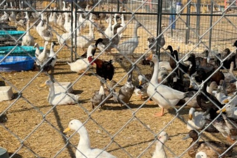 Valley Center Bird Bust: 820 Fowl, 400 Ducks Pulled From Crowded Property