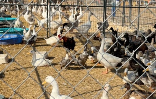 Valley Center Bird Bust: 820 Fowl, 400 Ducks Pulled From Crowded Property