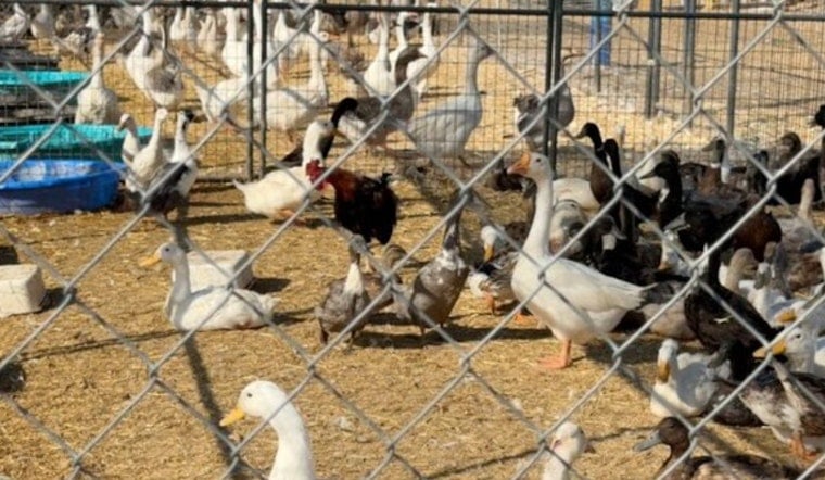 Valley Center Bird Bust: 820 Fowl, 400 Ducks Pulled From Crowded Property