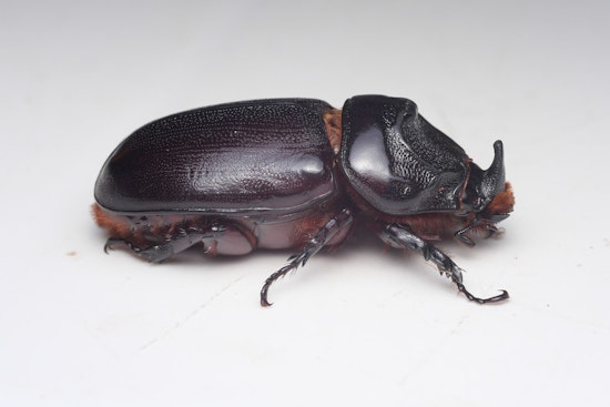 West Hawaiʻi Beetle Crackdown: Haulers Warned To Get CRB Training Or Face $10K Hit