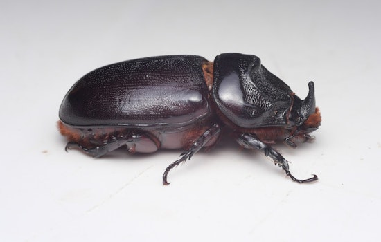 West Hawaiʻi Beetle Crackdown: Haulers Warned To Get CRB Training Or Face $10K Hit