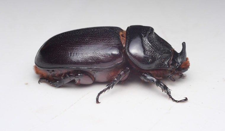 West Hawaiʻi Beetle Crackdown: Haulers Warned To Get CRB Training Or Face $10K Hit