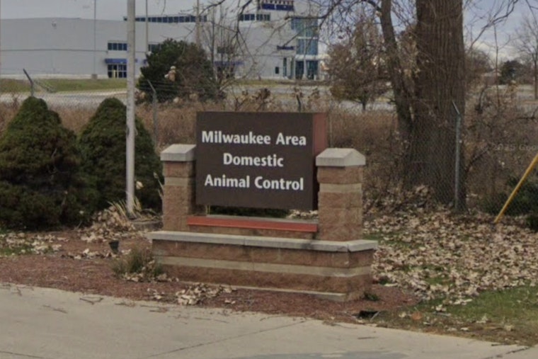 West Milwaukee Shelter Swamped As MADACC Pleads For Cat Food