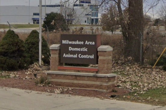West Milwaukee Shelter Swamped As MADACC Pleads For Cat Food