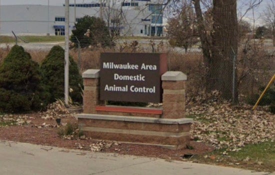 West Milwaukee Shelter Swamped As MADACC Pleads For Cat Food