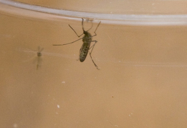 West Nile Detected in St. Charles Mosquitoes, City to Spray