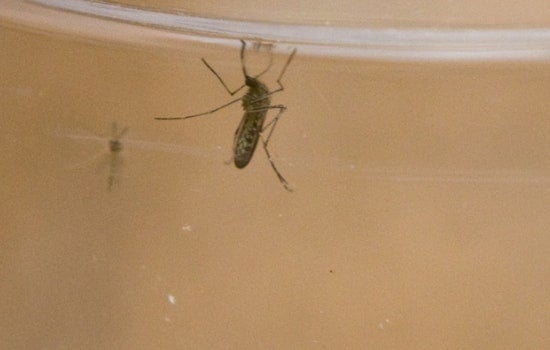 West Nile Detected in St. Charles Mosquitoes, City to Spray