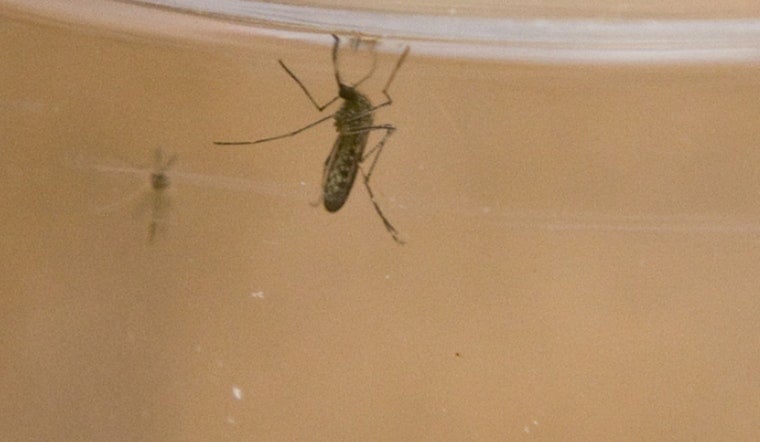 West Nile Detected in St. Charles Mosquitoes, City to Spray