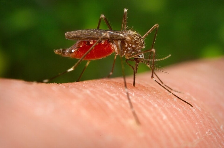 West Nile Detected Near Cass Street in North Nashville