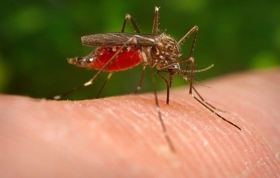 West Nile Detected Near Cass Street in North Nashville