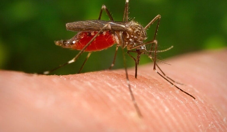 West Nile Detected Near Cass Street in North Nashville