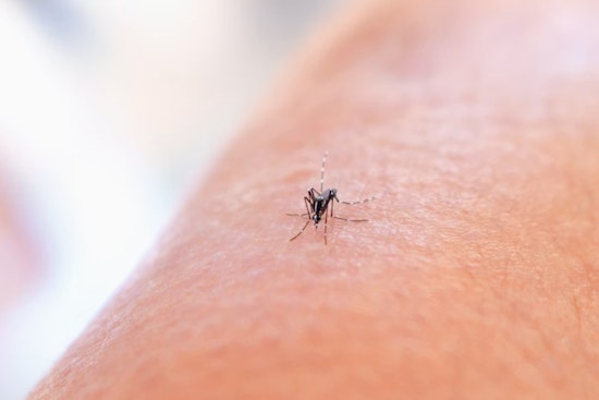West Nile Mosquitoes Crash Eagle Point’s Summer Early