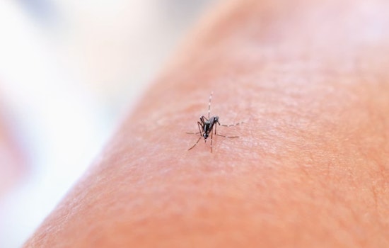 West Nile Mosquitoes Crash Eagle Point’s Summer Early