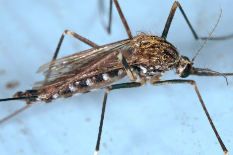 West Nile Found in Jamaica Plain Mosquitoes as City Urges Simple Precautions