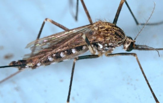 West Nile Found in Jamaica Plain Mosquitoes as City Urges Simple Precautions