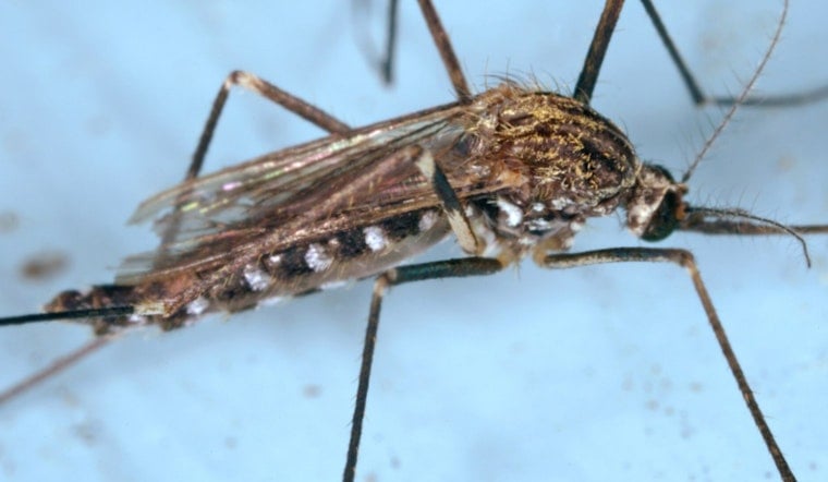 West Nile Found in Jamaica Plain Mosquitoes as City Urges Simple Precautions