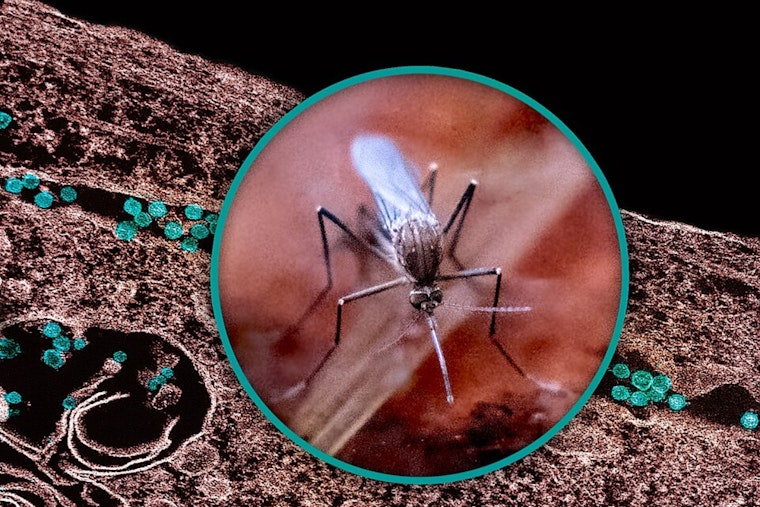 West Nile Hits Wayne County Mosquito Trap as Health Chiefs Sound the Alarm