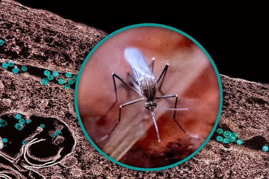 West Nile Hits Wayne County Mosquito Trap as Health Chiefs Sound the Alarm