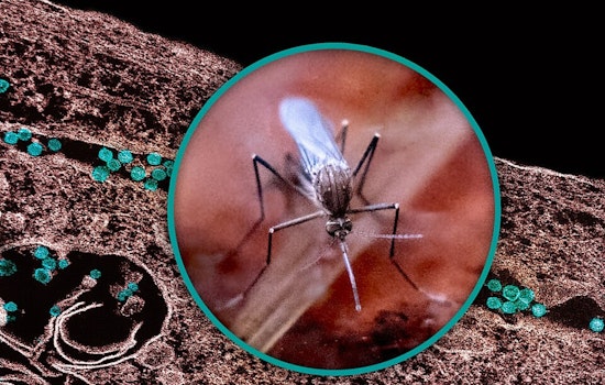 West Nile Hits Wayne County Mosquito Trap as Health Chiefs Sound the Alarm