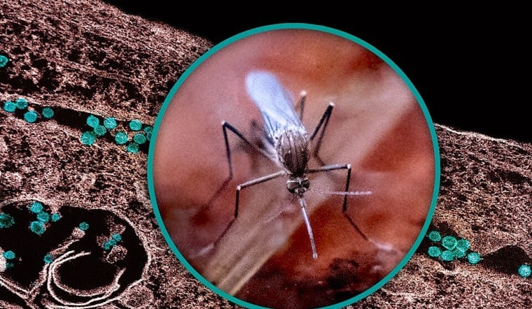 West Nile Hits Wayne County Mosquito Trap as Health Chiefs Sound the Alarm
