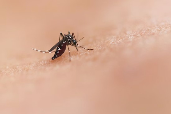 West Nile Hits Worcester Mosquitoes, City Rolls Out Spray Trucks