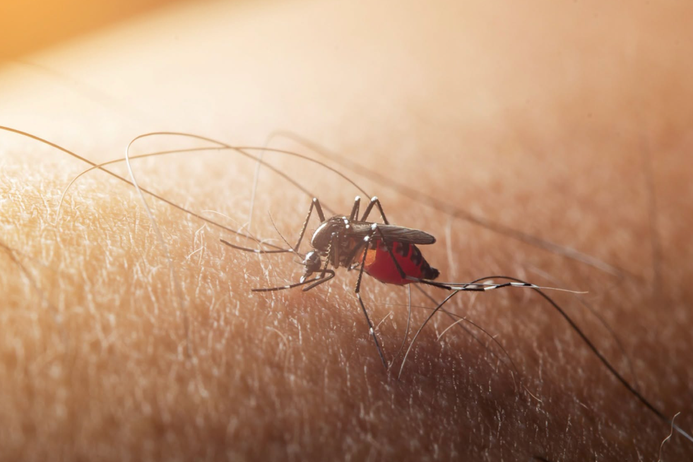 West Nile Mosquito Spraying Rescheduled Across Brookfield-Area Suburbs