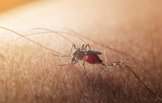West Nile Mosquito Spraying Rescheduled Across Brookfield-Area Suburbs