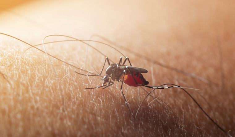 West Nile Mosquito Spraying Rescheduled Across Brookfield-Area Suburbs