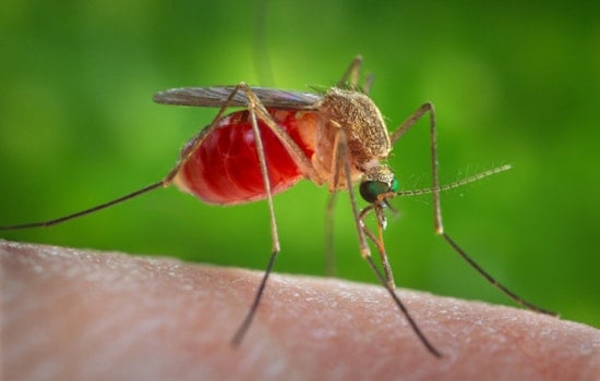West Nile Mosquitoes Detected in Costa Mesa and Westminster