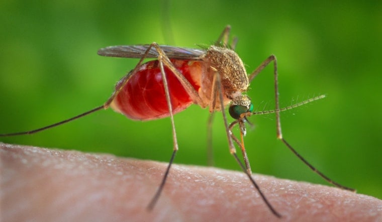West Nile Mosquitoes Detected in Costa Mesa and Westminster