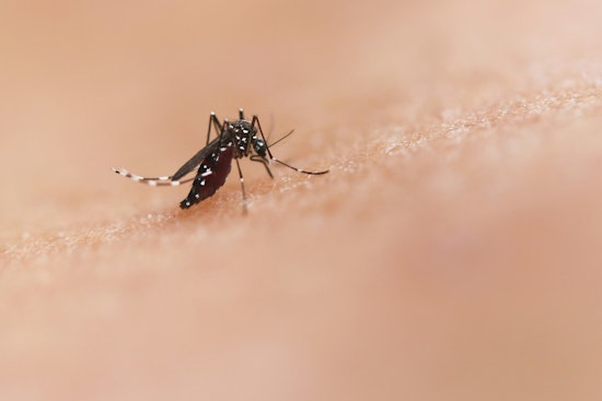 West Nile Mosquitoes Nabbed In Somerville, First Of Season For Massachusetts