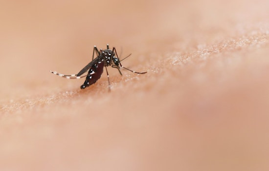 West Nile Mosquitoes Nabbed In Somerville, First Of Season For Massachusetts