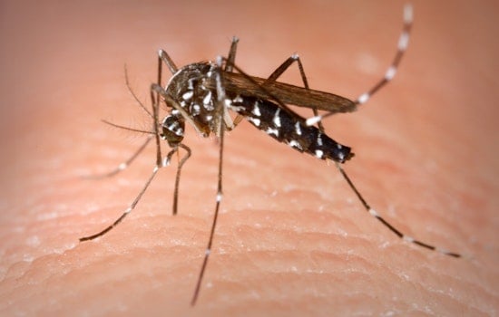 West Nile Mosquitoes Turn Up In Richmond Heights As County Sounds Summer Alarm