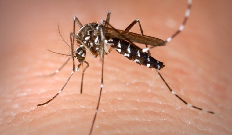 West Nile Mosquitoes Turn Up In Richmond Heights As County Sounds Summer Alarm